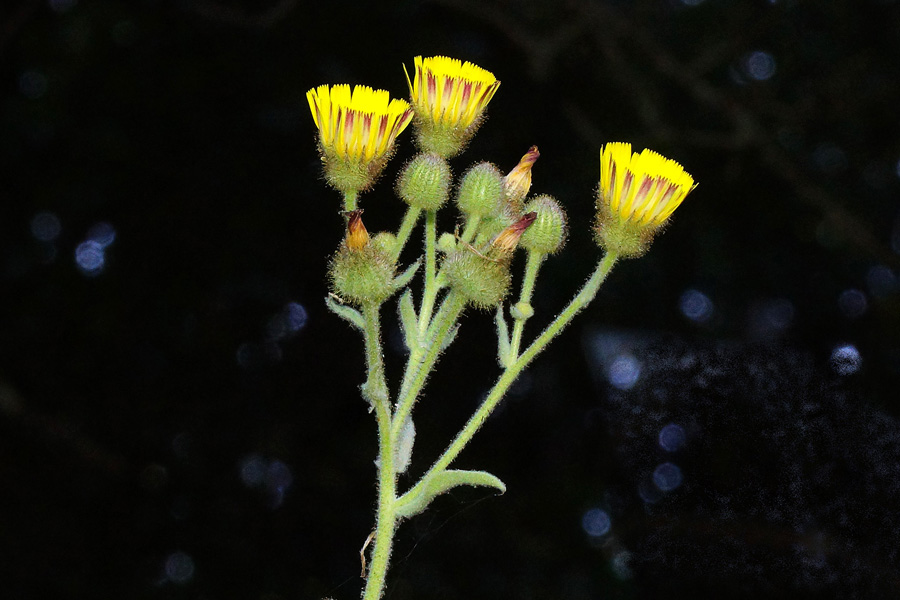 Andryala integrifolia